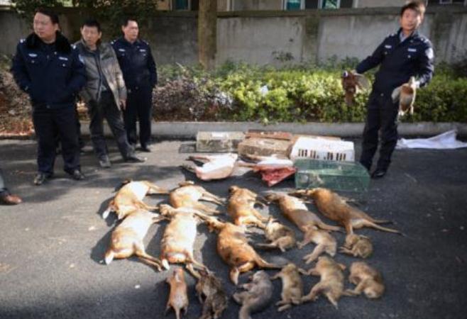 贩卖野生动物是否犯法，贩卖野生动物如何定罪